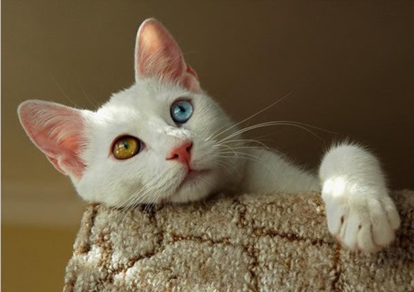 Վանա կատվի յուրօրինակությունը